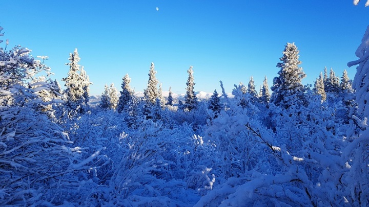 Paysages enneigés, Yukon, Canada